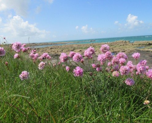 11 Quittenhou Cotentino (17)